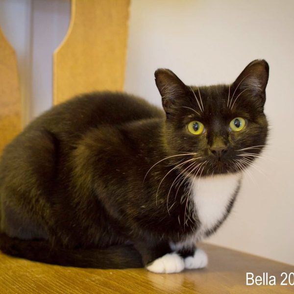 bella2019